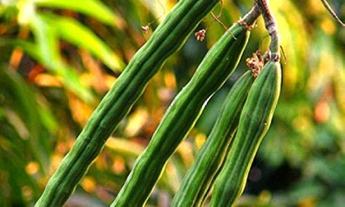 519t1loTP6L._AC_UF1000,1000_QL80_